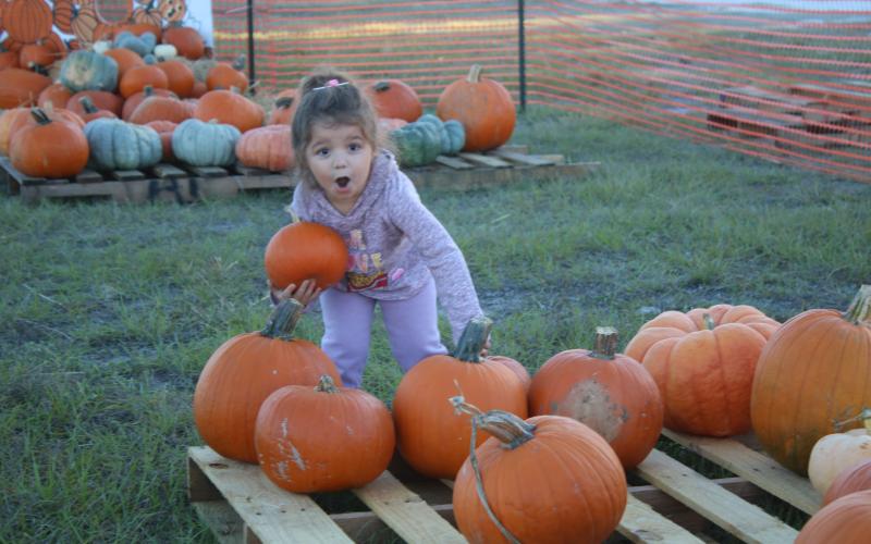 Naomi Nolasco, 3, flashes a look of awe as she attempts to lift a pumpkin that weighs more than she anticipated. (TONY BRITT/Lake City Reporter)
