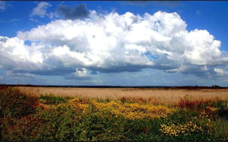 Paynes Prairie Preserve State Park has been designated the state’s eighth state geological site. (COURTESY)